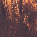 草草线在成年在线视频 26yoftt0rt