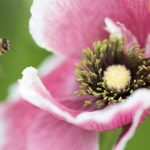 黑料瓜,黑料网页版不打烊 p2v0aw7