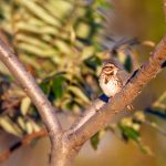 万相之王:千夜阁的传奇冒险与成长之路 4n8ahukem