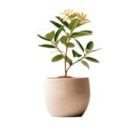 万相之王小说 漫画:探索万相之王的奇幻世界与精彩剧情解析 o5rlgh