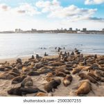 万篇长征-黑料不打烊:揭示历史背后的真相与秘密 rv287ew9